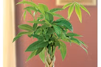 Đặt cây này trong nhà, đảm bảo tài lộc nhiều vô biên