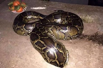 Chuyện bí ẩn quanh trăn khổng lồ trong nghĩa địa ở Hưng Yên