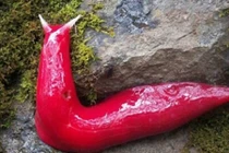 Khóc thét với những loài động vật kỳ lạ nhất Trái đất