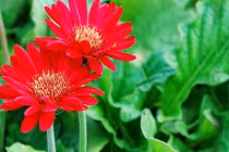 Những loại hoa mang may mắn, tài lộc ngày Tết 