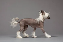 Kinh ngạc giống chó có hình thù kì dị nhất thế giới 