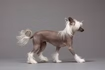 Kinh ngạc giống chó có hình thù kì dị nhất thế giới 