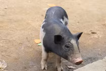 Món quà Tết “khó xử” của ông bà thông gia