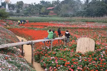 Kiếm bội tiền từ việc trồng hoa giữa lòng hồ sen