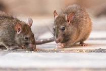 Chuột mang virus bệnh thận gây hoang mang ở Mỹ