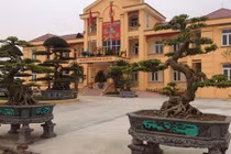 Hai cây sanh cổ được ngã giá bằng cả con đường