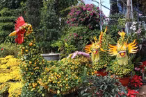 Thị trường Tết “phát sốt” với quất kim kê, đào thế kỳ dị 