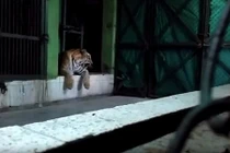 Con hổ nổi điên vì bị chọc tức, khách du lịch hoảng loạn