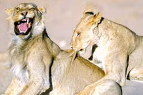 Phì cười với 101 biểu cảm của sư tử đực “xui nhất quả đất“ 