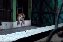 Con hổ nổi điên vì bị chọc tức, khách du lịch hoảng loạn