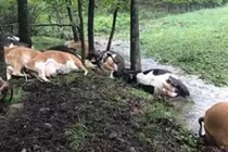 Ngỡ ngàng đàn bò nằm chết la liệt sau cơn bão