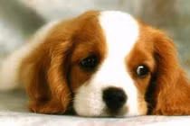 Top 5 con giáp đón năm mới 2017 phát tài phát lộc