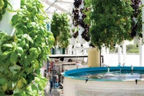 Rau, cá đi thang máy từ sân thượng xuống nhà hàng bên dưới