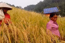 Ở nơi thu hoạch lúa theo hình thức cổ xưa nhất