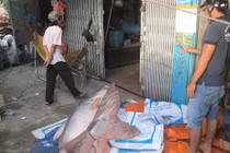 Đổ xô xem cá tra dầu siêu “khủng” mới được mua về