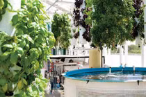 Rau, cá đi thang máy từ sân thượng xuống nhà hàng bên dưới