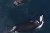 Khắc tinh không ngờ của sát thủ đại dương cá mập trắng