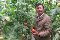 Trang trại cà chua Nhật, mỗi tháng bỏ túi gần 100 triệu 