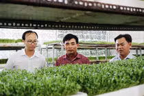 “Mướt mắt” vườn rau mầm thu 4 tỷ đồng mỗi năm 