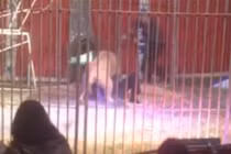 Kinh hoàng sư tử tấn công người nuôi 