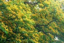 Mê đắm mùa hoa sưa “bung lụa” khắp ngả đường