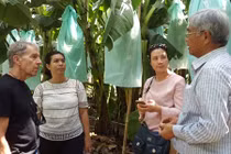 Chuối khủng Việt Nam tự tin ra thế giới