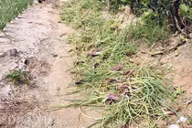 Bệnh lạ ám ảnh nông dân trồng hành ở Lý Sơn