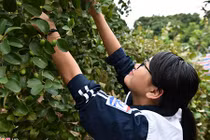 10.000 đồng một lượt vé vào vườn táo ăn thỏa thích