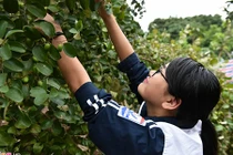 10.000 đồng một lượt vé vào vườn táo ăn thỏa thích