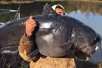 Bắt được cá da trơn khổng lồ to hơn cả người lớn