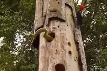 Video: Chim gõ kiến quyết tử với kẻ thù rắn lục cực độc