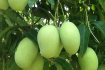 Xoài giúp bạn chống béo, ngừa tiểu đường thể 2