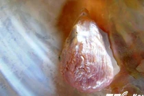 Sửng sốt phát hiện ngọc trai có hình tượng Phật ở Quảng Bình