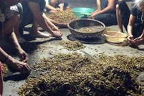 Mùa châu chấu, mùa kiếm bộn tiền