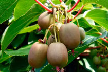 Loạt cây tí hon khiến ai trồng cũng thích mê