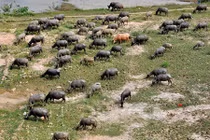 Chùm ảnh: Đàn trâu khủng 200 con giá hơn 4 tỉ đồng ở Hà Nội