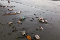 Nhận diện vật thể lạ hôi thối tấn công biển Trà Cổ