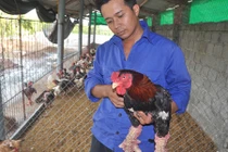 Săn gà Đông Tảo “hàng độc” phục vụ đại gia biếu Tết