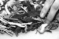 Suy thận giai đoạn 4 do dùng thuốc Nam bừa bãi