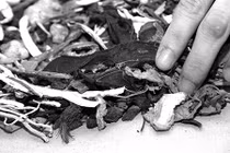 Suy thận giai đoạn 4 do dùng thuốc Nam bừa bãi