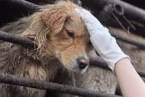 Nước Anh tranh luận yếu tố văn hóa trong ăn thịt chó