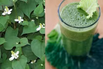 Kinh ngạc công dụng chữa bệnh của một số cây trong vườn nhà