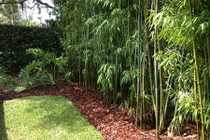 Những không gian sân vườn đẹp nhờ khéo trồng tre