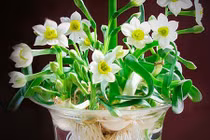 Những cây phong thủy trang trí nhà rước tài lộc Tết Đinh Dậu 2017