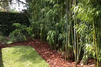 Những không gian sân vườn đẹp nhờ khéo trồng tre