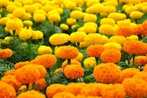 Chưng hoa này ngày Tết, coi chừng tán gia bại sản