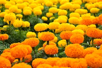 Chưng hoa này ngày Tết, coi chừng tán gia bại sản