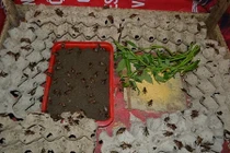 Thạc sỹ bỏ bục giảng đi nuôi dế vì lương không đủ sống