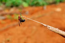 Theo chân thợ săn "đạp rừng" đuổi theo ong bắp cày