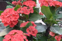 7 loại cây phát tài nên trồng trong phòng khách